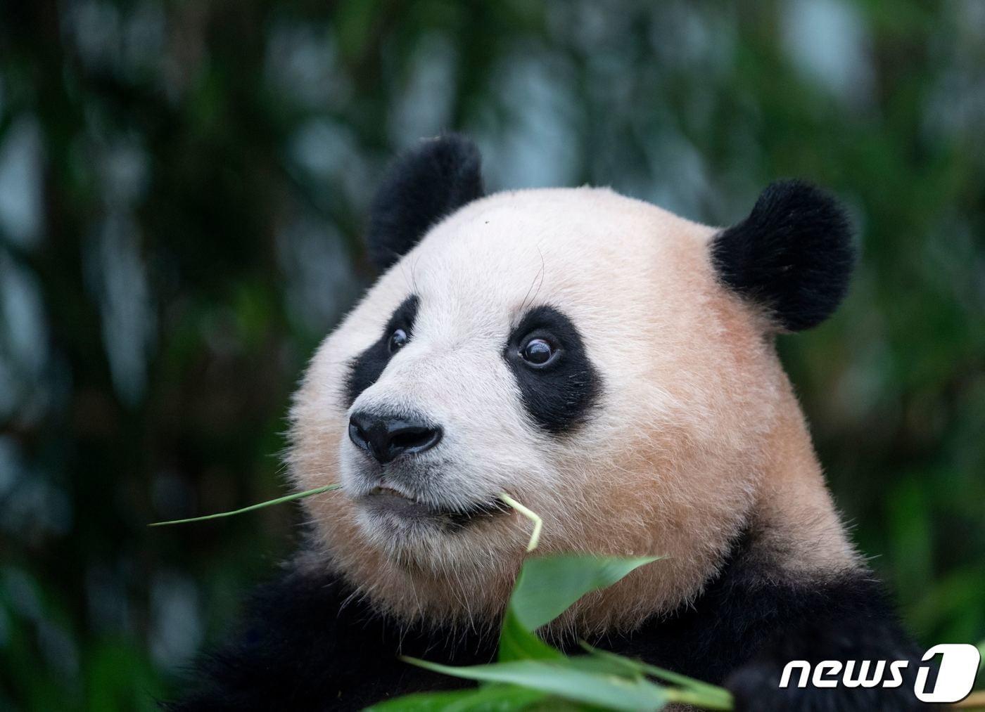본문 이미지 - 푸바오가 에버랜드 판다월드에서 생활하던 시절의 모습.  푸바오는 지난 2024년 4월 중국 쓰촨성에 위치한 자이언트판다보전연구센터로 옮겨 갔다.  (에버랜드 제공)/뉴스1