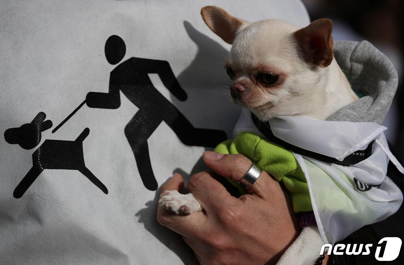 반려견 (기사 내용과 무관한 사진) ⓒ 로이터=뉴스1 ⓒ News1 정지윤 기자