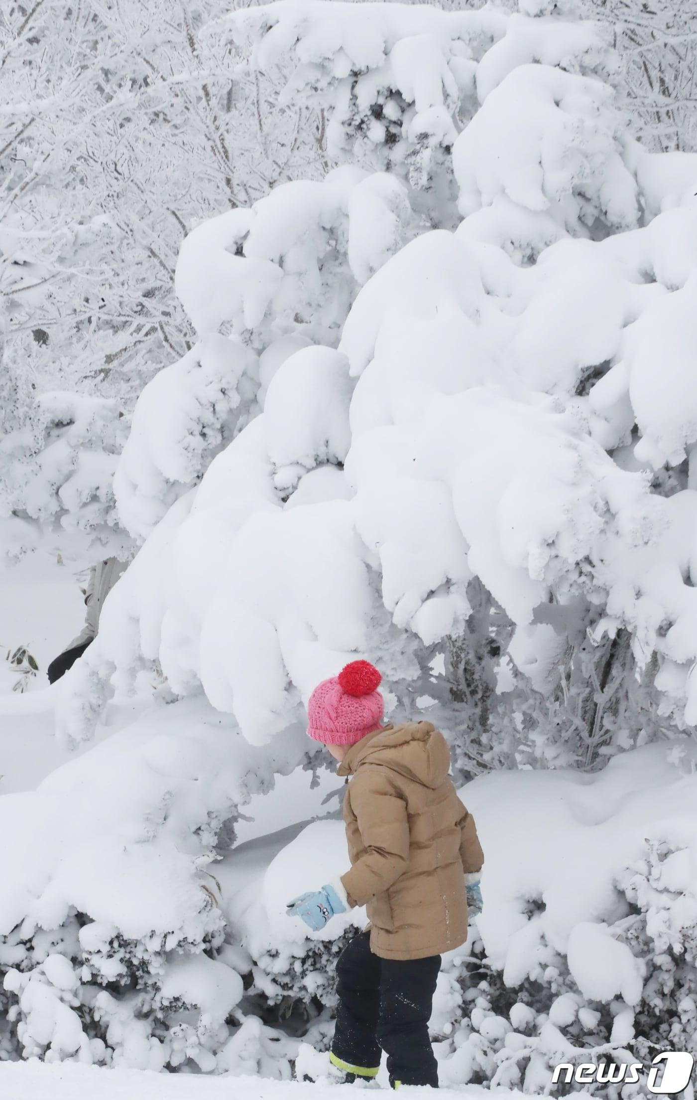 본문 이미지 - 한라산국립공원 1100고지휴게소에서 관광객들이 설경을 감상하고 있다. 2024.1.25/뉴스1 ⓒ News1 오현지 기자