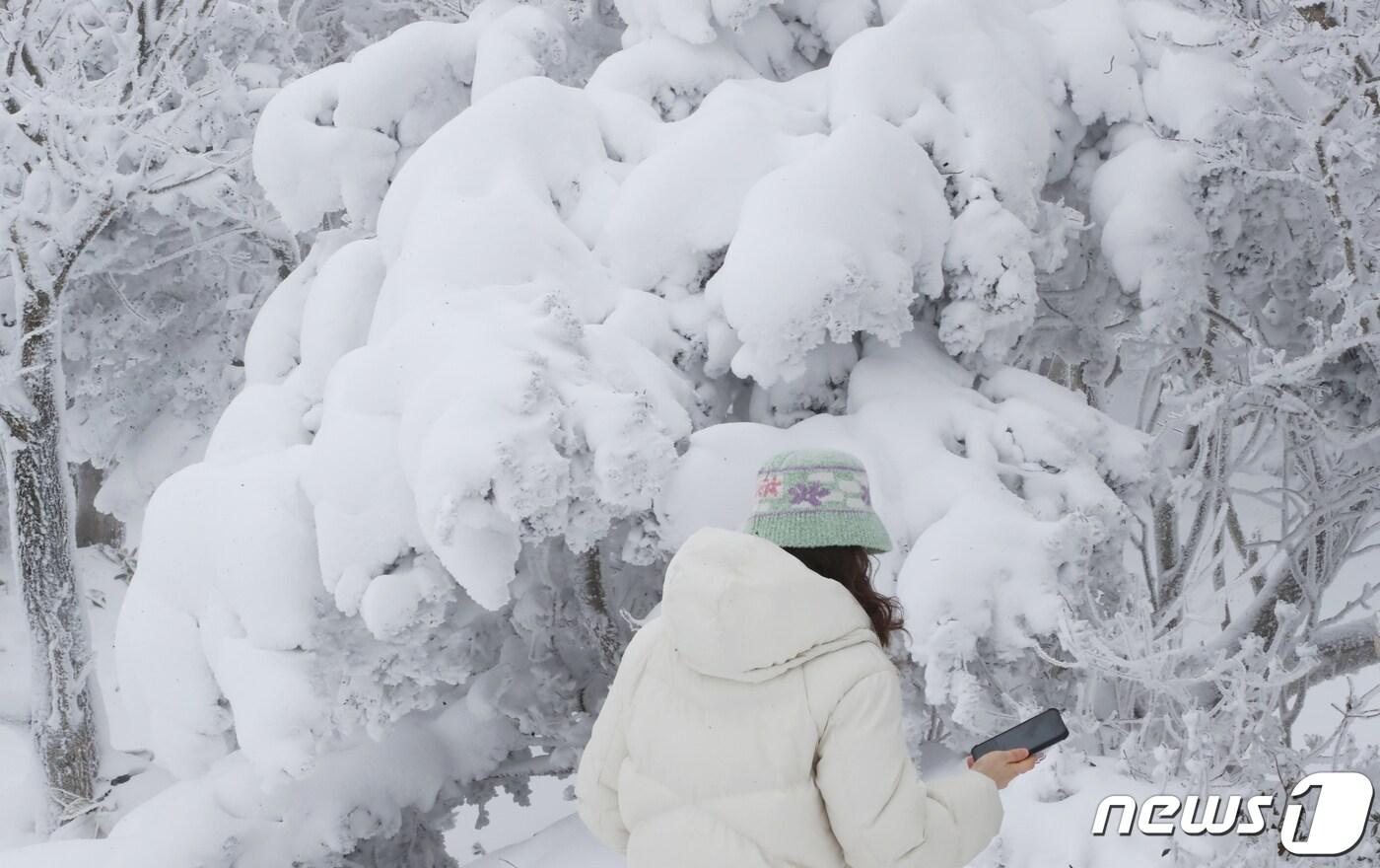한라산국립공원 1100고지휴게소에서 관광객들이 설경을 감상하고 있다. 2024.1.25/뉴스1 DB