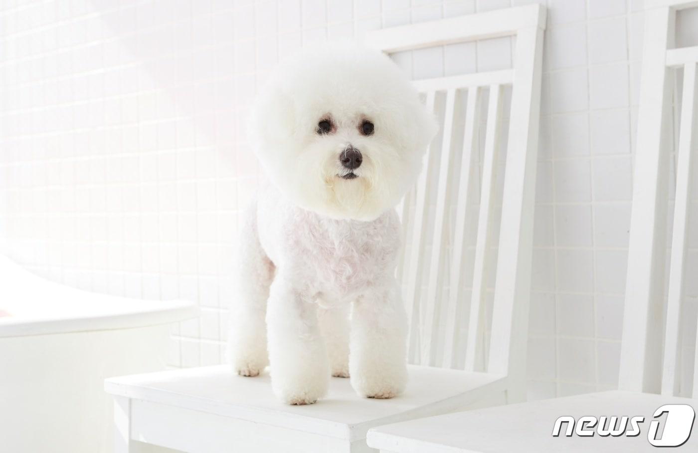 비숑 프리제 강아지가 소파, 의자, 침대 등 뛰어 오르내리지 못하도록 주의해야 한다(사진 이미지투데이). ⓒ 뉴스1