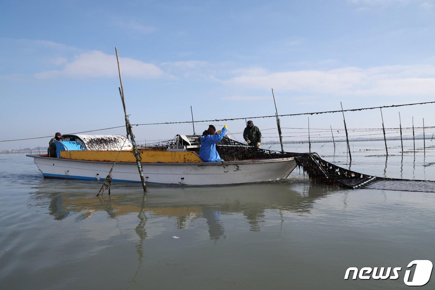 26일 전남 신안군 압해읍 앞바다의 지주식 김양식장에서 추운날씨에도 어민들이 김채취를 하고 있다. 김채취는 한배에 3인이 한조를 이뤄 진행된다. 2024.1.26/뉴스1 ⓒ News1 김태성 기자