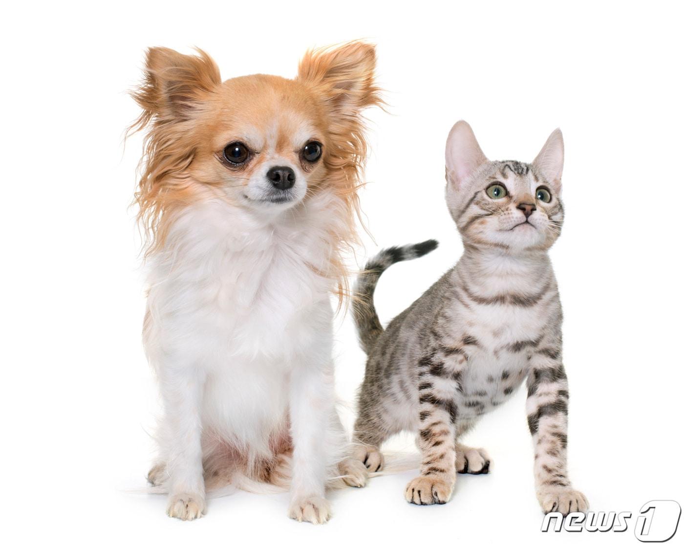 본문 이미지 - 강아지와 고양이(사진 이미지투데이) ⓒ 뉴스1