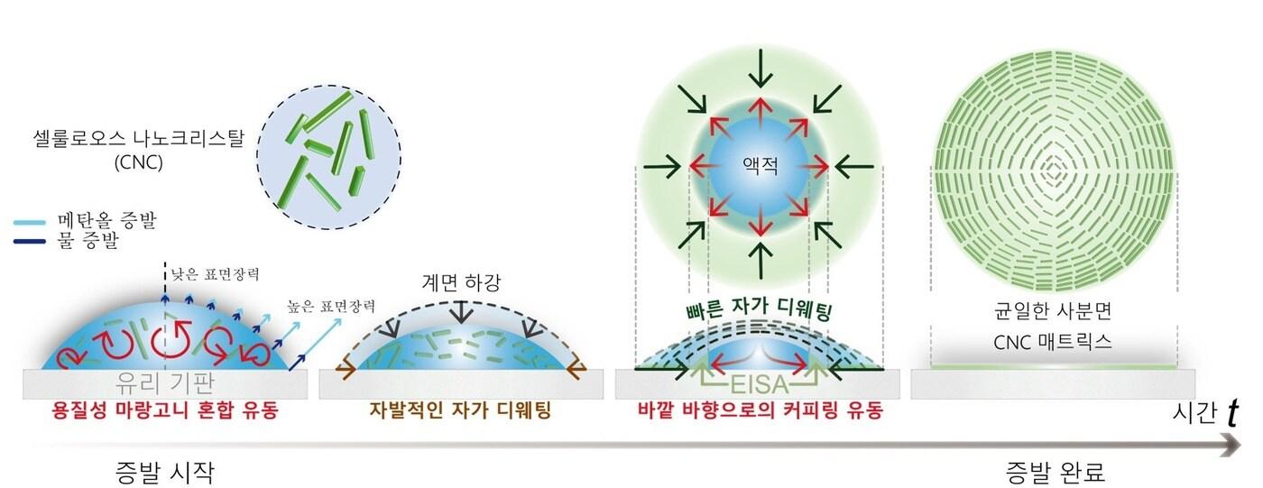 균일 사분면 셀룰로오스 나노크리스탈 매트릭스 형성에 대한 유체역학적 원리. (KAIST 제공)/뉴스1