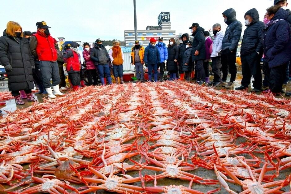 본문 이미지 - 울진대게 축제.(코레일관광개발 제공)