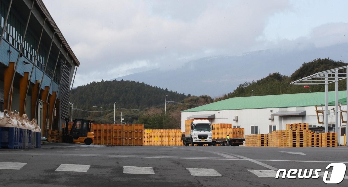 본문 이미지 - 제주 감귤 가격이 26년 만에 역대 최고가를 기록하면서 비상품 감귤 수매량이 급감하고 있다. 사진은 제주도개발공사 감귤가공공장. 2024.1.4/뉴스1