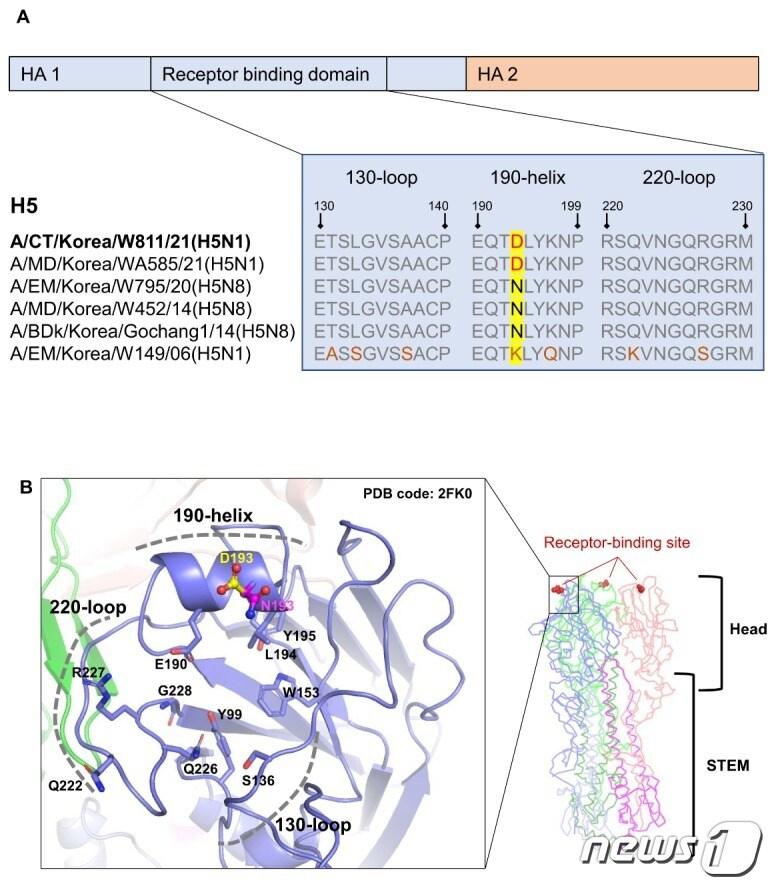 본문 이미지 - 조류 인플루엔자 바이러스의 숙주 세포 수용체 결합 부위.(IBS 제공)/뉴스1