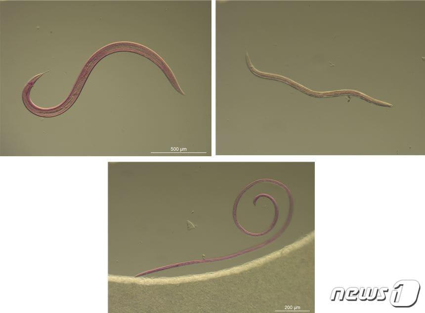 본문 이미지 - 세계 최초로 발견된 해양생물 3종. 왼쪽부터 시계방향으로 파라메손키움류, 파라스파에로라이무스류, 타라쏘아라이무스류(해양수산부 제공)