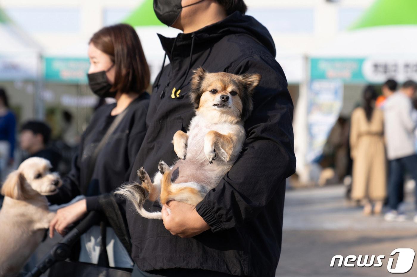 본문 이미지 - 2023년 광주시 반려동물 한마당 자료사진.(광주시 제공)/뉴스1