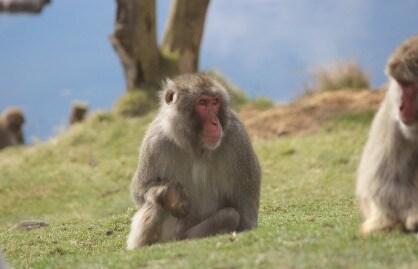 본문 이미지 - 영국 스코틀랜드의 한 동물원에서 28일(현지시간) 일본원숭이 1마리가 우리 밖으로 탈출했다('Highland Wildlife Park' 홈페이지 갈무리). 2024.1.28.