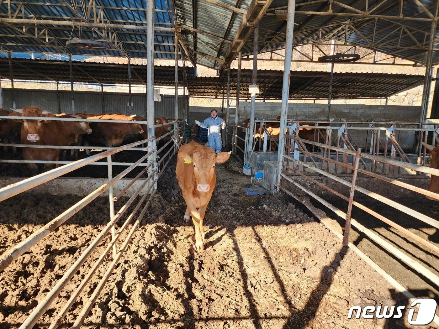 본문 이미지 - 탈출 후 돌아온 누렁이.(합천축협 제공)