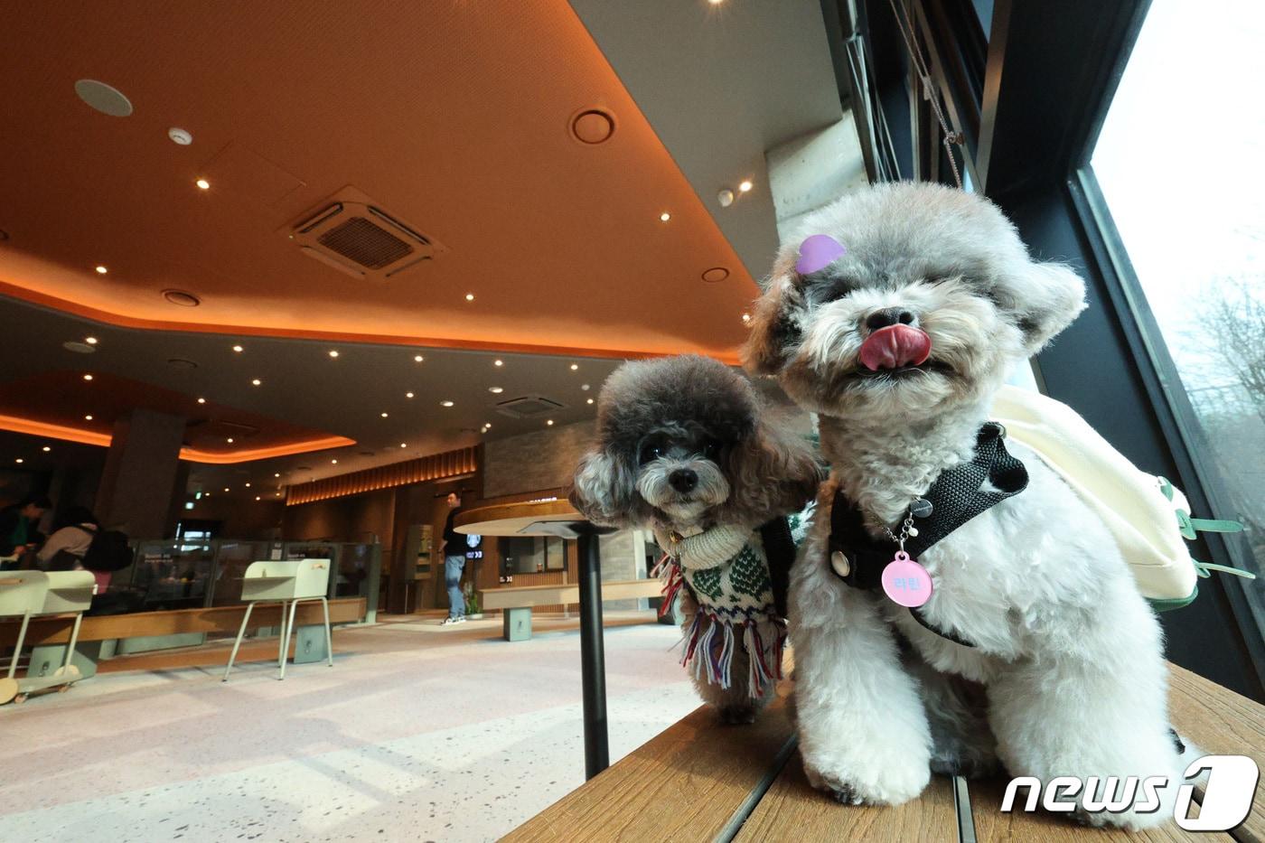 본문 이미지 - 지난 1월 5일 오후 경기 구리시 스타벅스 구리갈매DT점에서 견주와 반려견들이 즐거운 시간을 보내고 있다. 스타벅스 구리갈매DT점은 반려동물과 함께 동반 출입 및 취식이 가능한 별도 공간이 마련된 국내 스타벅스 최초의 매장이다. ⓒ 뉴스1 신웅수 기자