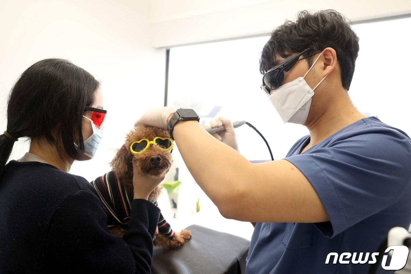 본문 이미지 - 서울 강남구 라퓨클레르 동물피부클리닉에서 이태현 원장이 반려동물 피부질환 치료를 하고 있다.  ⓒ News1 이승배 기자