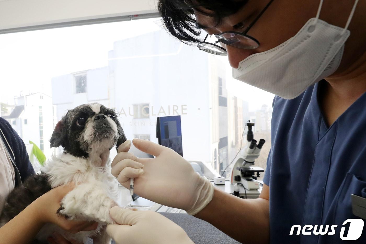 서울 강남구 라퓨클레르 동물피부클리닉에서 이태현 원장이 반려동물 주사치료를 하고 있다.  ⓒ News1 이승배 기자