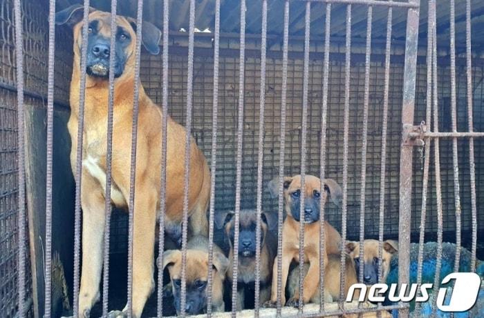 본문 이미지 - 농장에서 사육되던 개들 ⓒ 뉴스1 최서윤 기자
