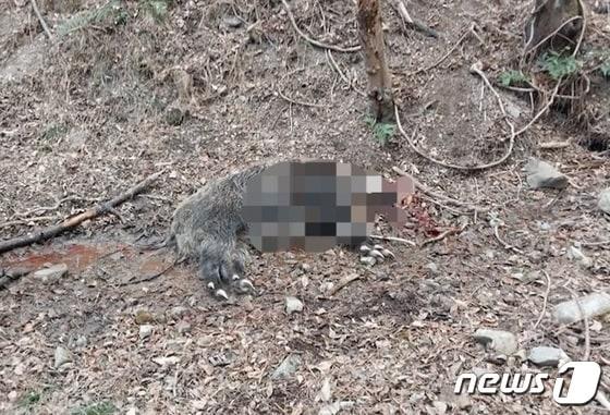 본문 이미지 - 지난 6일 거제에서 유해조수 구제 작업에 참여한 60대 엽사가 멧돼지에게 공격 받아 숨졌다. 사진은 현장에서 사살된 멧돼지(거제소방서 제공)