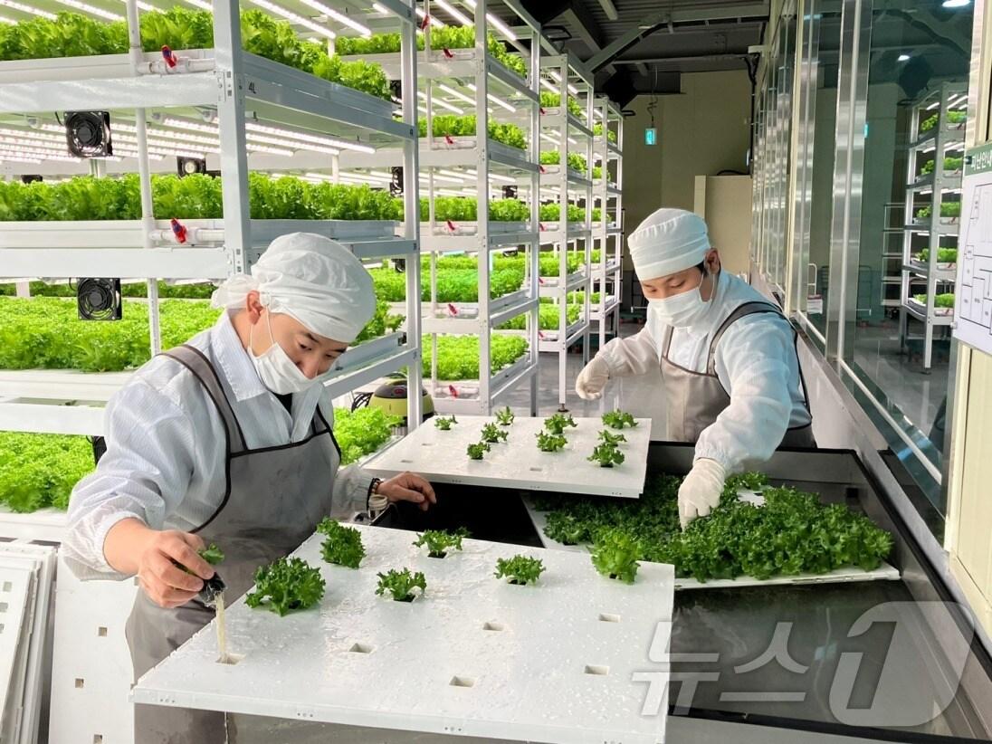 본문 이미지 - 광주 가치만드소 입주 기업 직원들이 스마트팜에서 작업을 하고 있다.&#40;장애인기업종합지원센터 제공&#41;