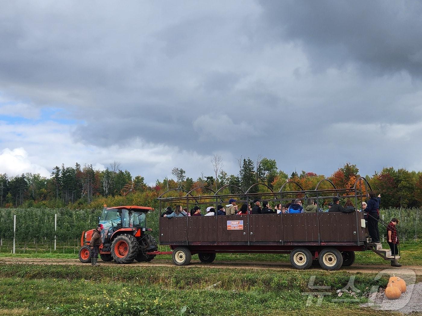 본문 이미지 - 사과 체험을 하기 위해 농장에 준비된 트랙터를 타고 과수원 깊숙한 곳까지 이동을 하는데,사람들은 트랙터에 오르며 설렘 가득한 표정으로 농장 투어를 즐기고, 시골 풍경을 만끽하는 재미를 느낀다. 이 트랙터 타는 프로그램이 있는 과수원이 특히 인기가 많다. /2024. 10. 09/ⓒ 뉴스1 김남희 통신원