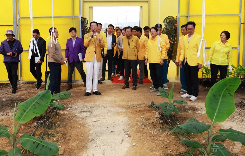 본문 이미지 - 신안금 팔금면 '퍼플 바나나 농장' 개소 (신안군 제공)/뉴스1 