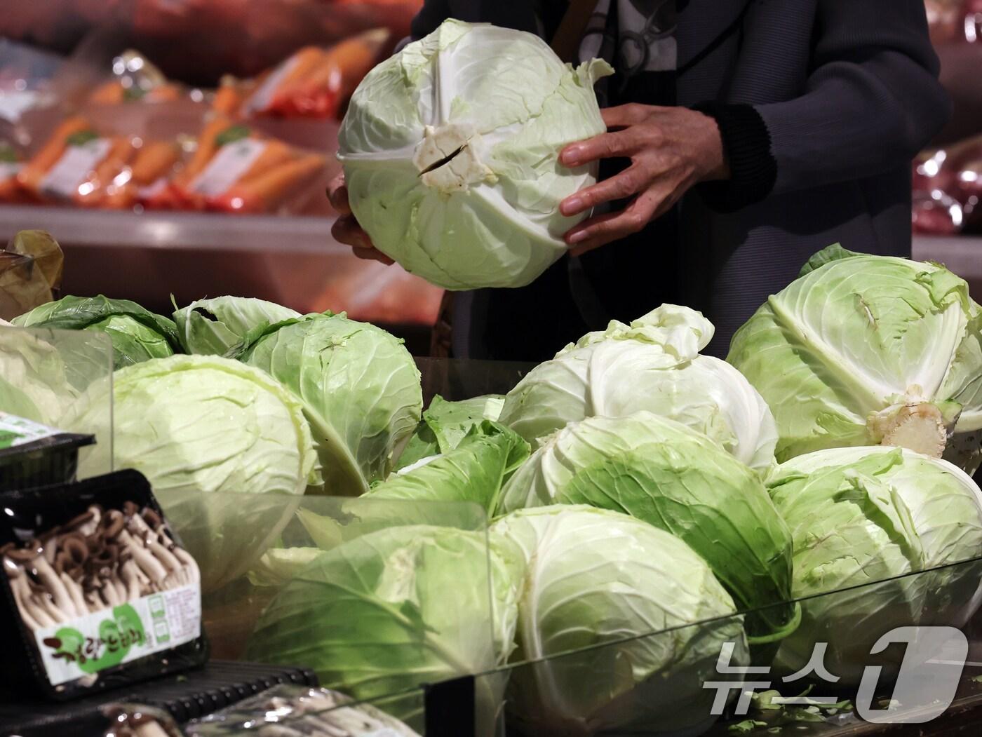본문 이미지 - 10일 서울 시내 한 대형마트에서 시민들이 양배추를 고르는 모습. 2024.10.10/뉴스1 ⓒ News1 황기선 기자