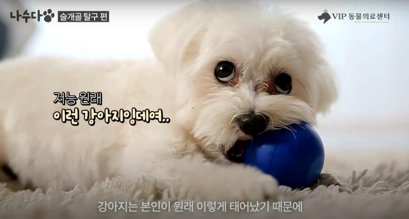 선천적 관절 이상으로 발생하는 슬개골 탈구 질환은 반려견이 초기에 별다른 문제를 느끼지 않아 증상을 표현하지 않는 경우가 많다. (VIP동물의료센터 제공) ⓒ 뉴스1