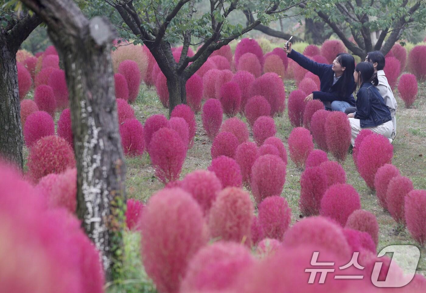 완연한 가을 날씨를 보인 11일 오전 경기 용인시 처인구 에버랜드 하늘정원길에 가을을 맞아 코키아(댑싸리)가 붉게 물들어 있다. 2024.10.11/뉴스1 ⓒ News1 김영운 기자
