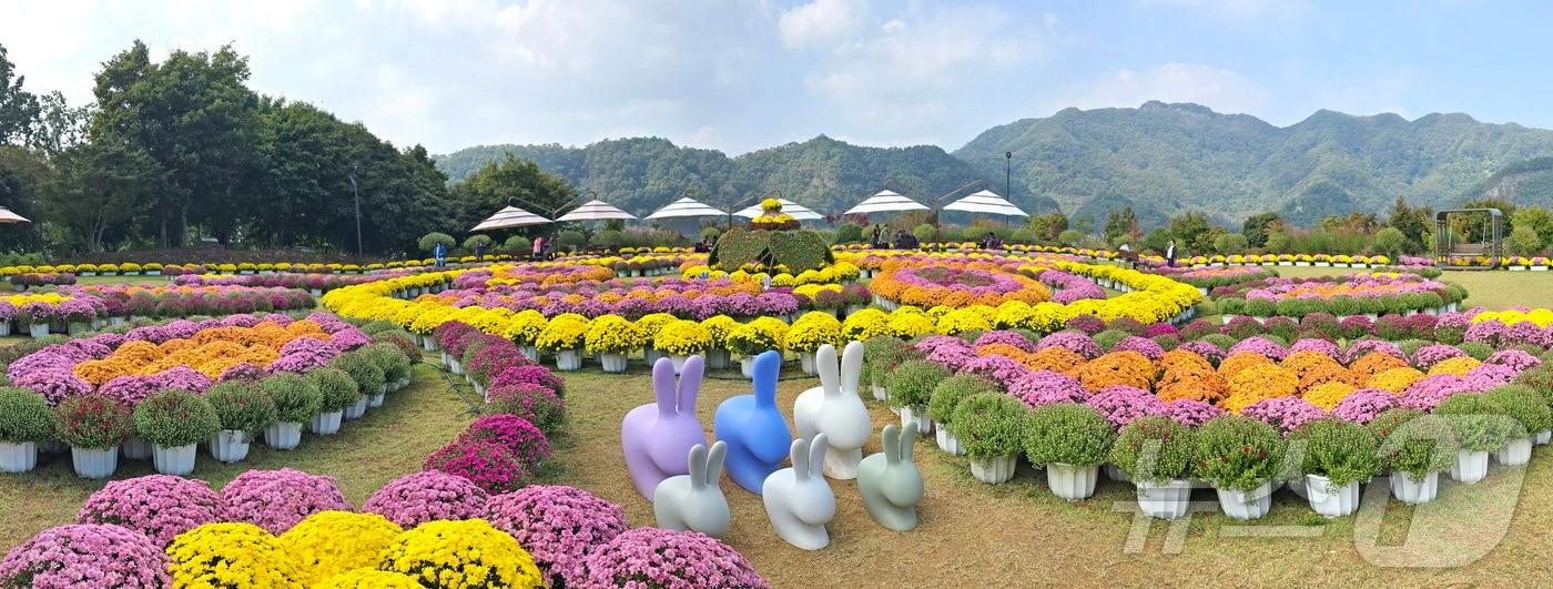 본문 이미지 - 11일 전북자치도 임실군 옥정호 붕어섬 생태공원 일원에 조성된 국화가 절정을 앞두고 있다.(임실군제공)2024.10.11/뉴스1