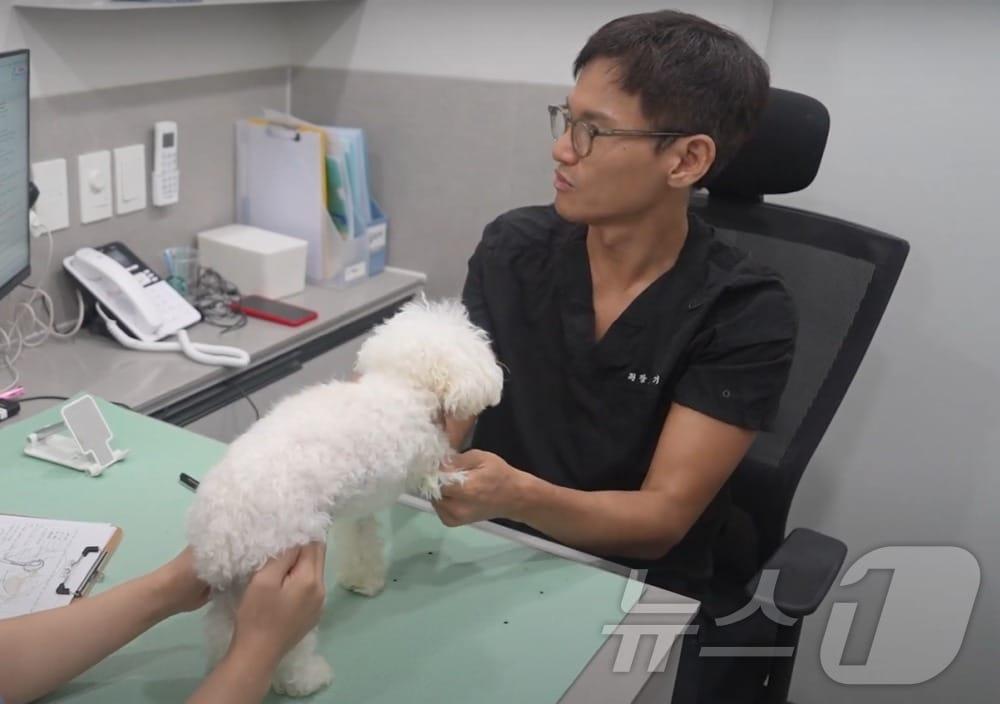 본문 이미지 - 강아지를 진료하고 있는 권기범 예은동물의료센터 대표원장(동물병원 제공) ⓒ 뉴스1