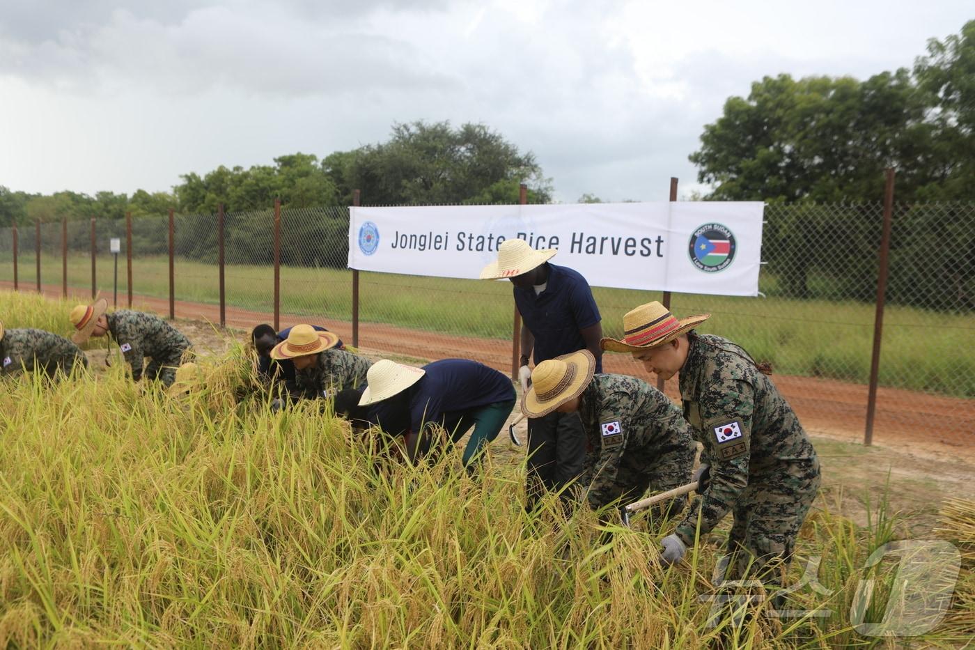 10일(현지시간) 벼 수확행사에 참여한 한빛부대원 및 UN 관계자, 존가랑 대학교 학생들이 벼를 수확하고 있다. 2024.10.10./ (합동참모본부 제공) 
