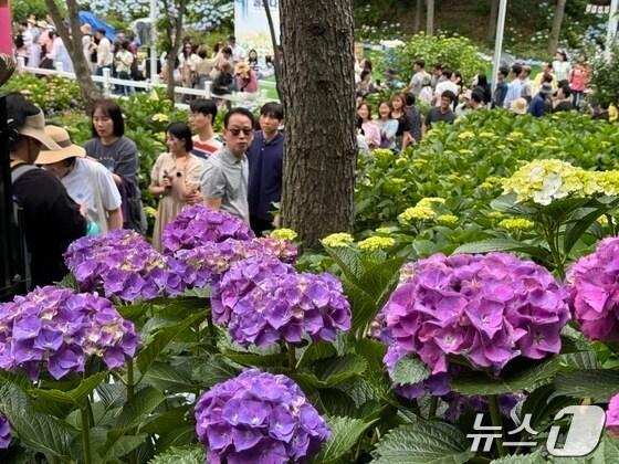 본문 이미지 - 장생포 수국 페스티벌. 2024.06.06/ News1 김세은 기자