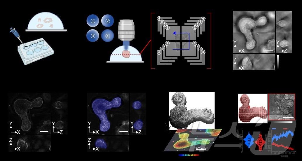 본문 이미지 - 홀로토모그래피를 이용해 오가노이드의 3차원 형태 복원 및 정량적 분석 연구 흐름도. (KAIST 제공)/뉴스1
