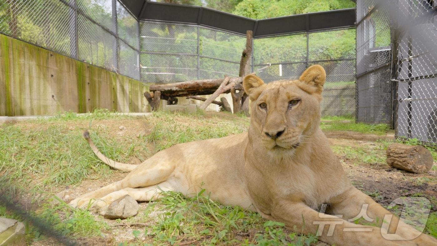 갈비사자 바람이 딸 '구름이'(청주시 제공).2024.10.14/뉴스1 