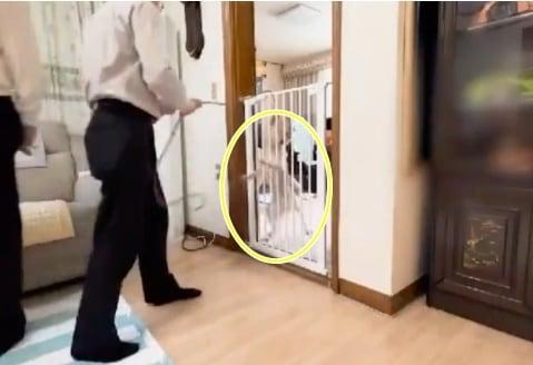 본문 이미지 - 국민동의 청원에 올라온 반려견 훈련 영상 속에서 반려견이 목줄에 매달려 있다. (국회전자청원 갈무리) ⓒ 뉴스1