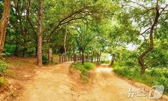 본문 이미지 - 대청호 명상정원 황톳길 모습.(대전시 제공)/뉴스1 