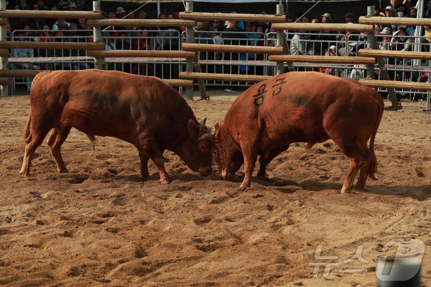지난해 보은서 열린 전국민속 소 힘겨루기 대회 장면 (보은군 제공) /뉴스1