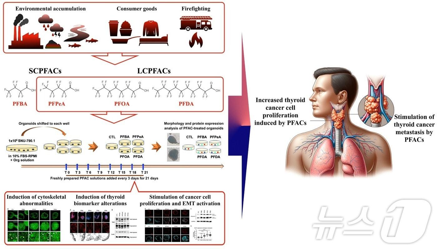 과불화화합물에 의한 갑상선암 세포 증식 및 전이 촉진 기전 모식도. (안전성평가연 제공)/뉴스1