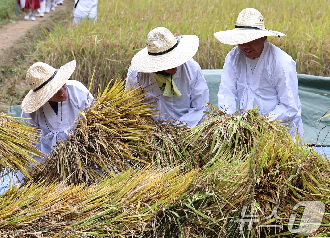 본문 이미지 - 서울 양재천에서 전통복장을 한 참가자들이 벼를 수확하고 있다. 2024.10.15/뉴스1 ⓒ News1 구윤성 기자