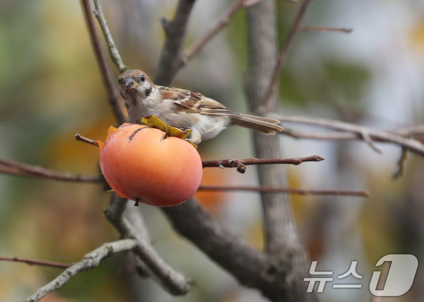15일 오후 부산 금정구 두구동 한 감나무에 날아든 참새가 감을 쪼아먹고 있다.(사진은 기사 내용과 무관함)  2024.10.15/뉴스1 ⓒ News1 윤일지 기자