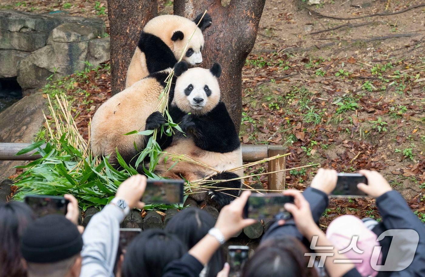 자이언트 판다 푸바오의 쌍둥이 동생 루이바오와 후이바오가 처음으로 일반에 공개됐다. (에버랜드 제공) 2024.10.15/뉴스 ⓒ News1 박지혜 기자