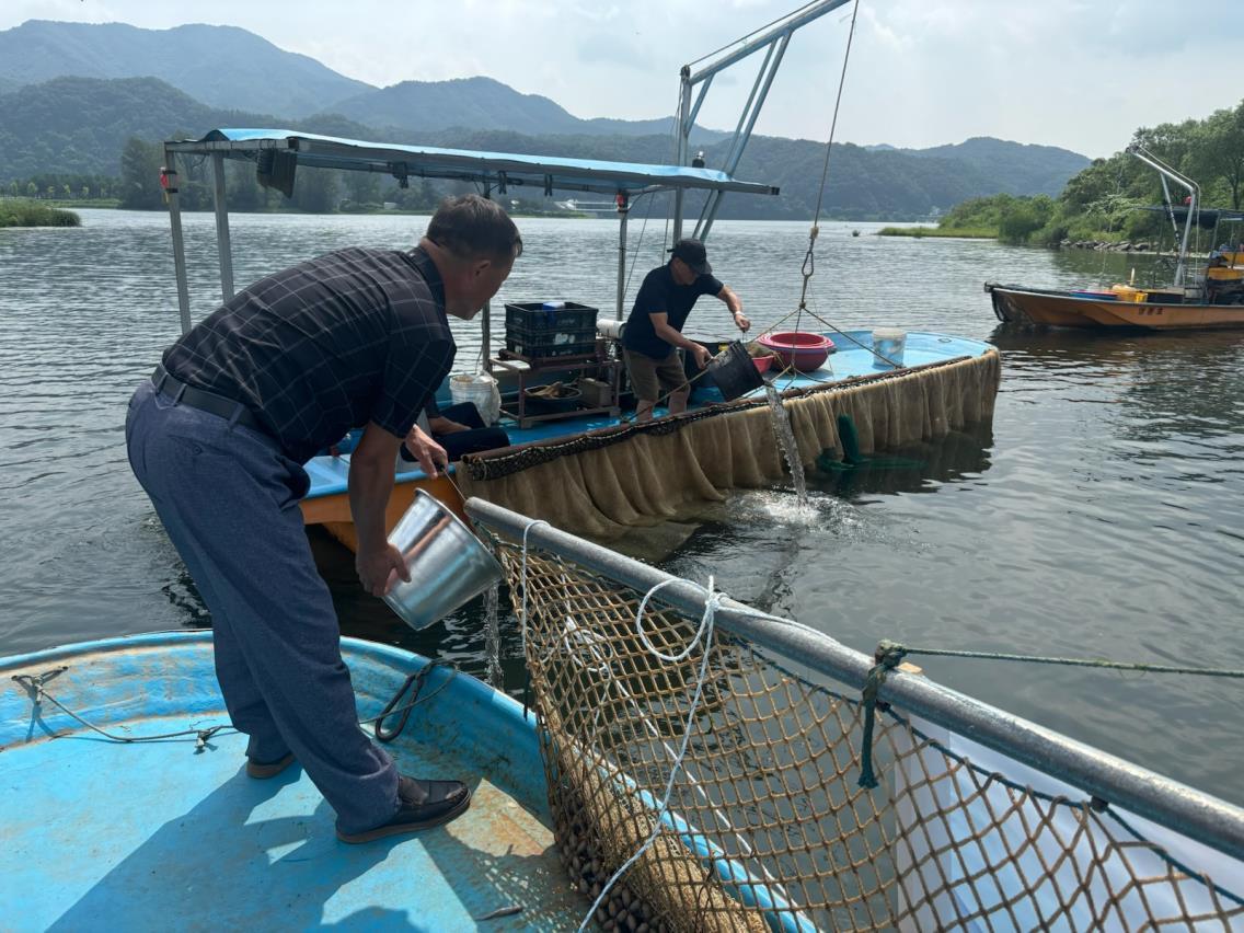 본문 이미지 - 북한강 치어 방류 모습(가평군 제공) /뉴스1