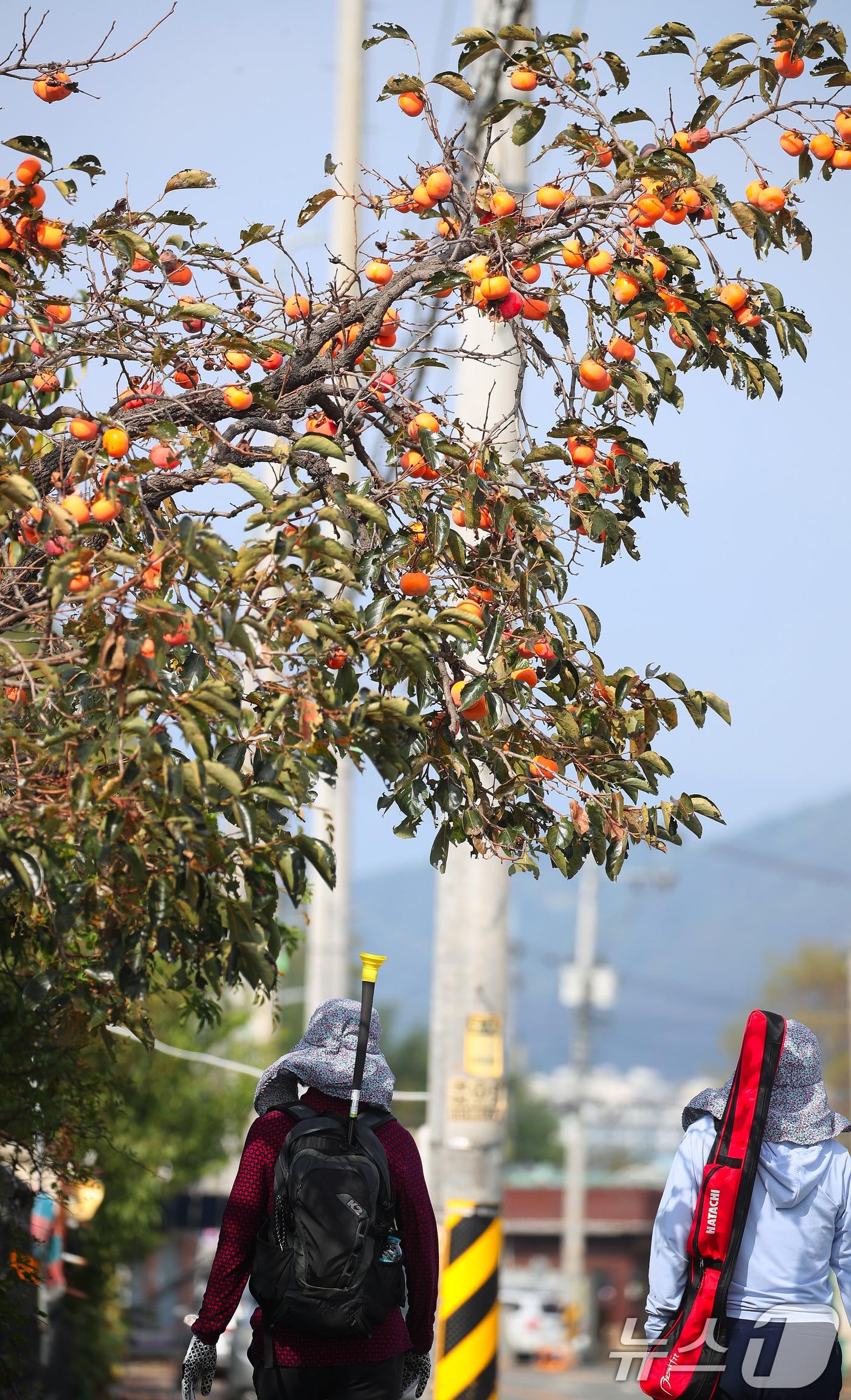 본문 이미지 - 큰 일교차 속에 완연한 가을 날씨가 이어지고 있다. 2024.10.16/뉴스1 ⓒ News1 공정식 기자