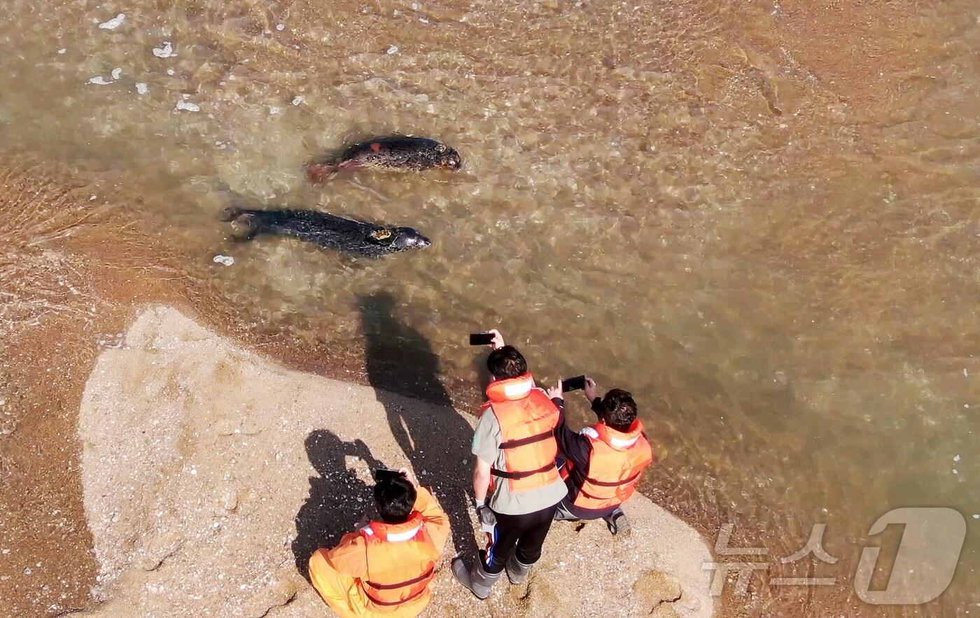 국립해양생물자원관 직원들이 16일 가로림만에서 점박이물범 ‘봄이’와 ‘양양’이를 방류하고 있다.(충남도 제공) /뉴스1