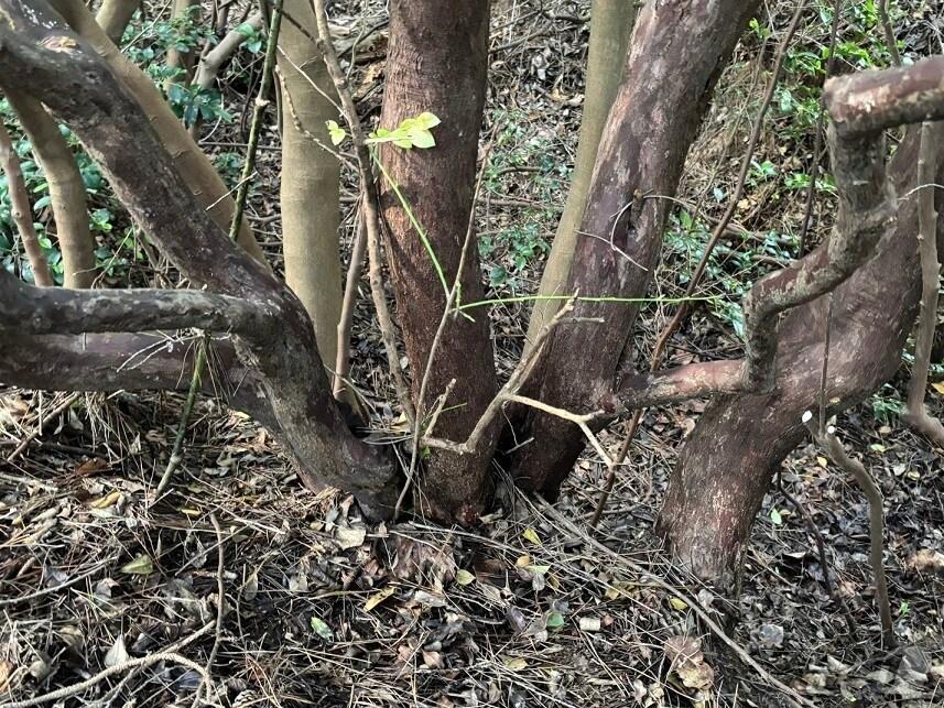 본문 이미지 - 신안서 발견된 최대 크기 근부직경 68㎝ 모새나무 (신안군 제공)/뉴스1 