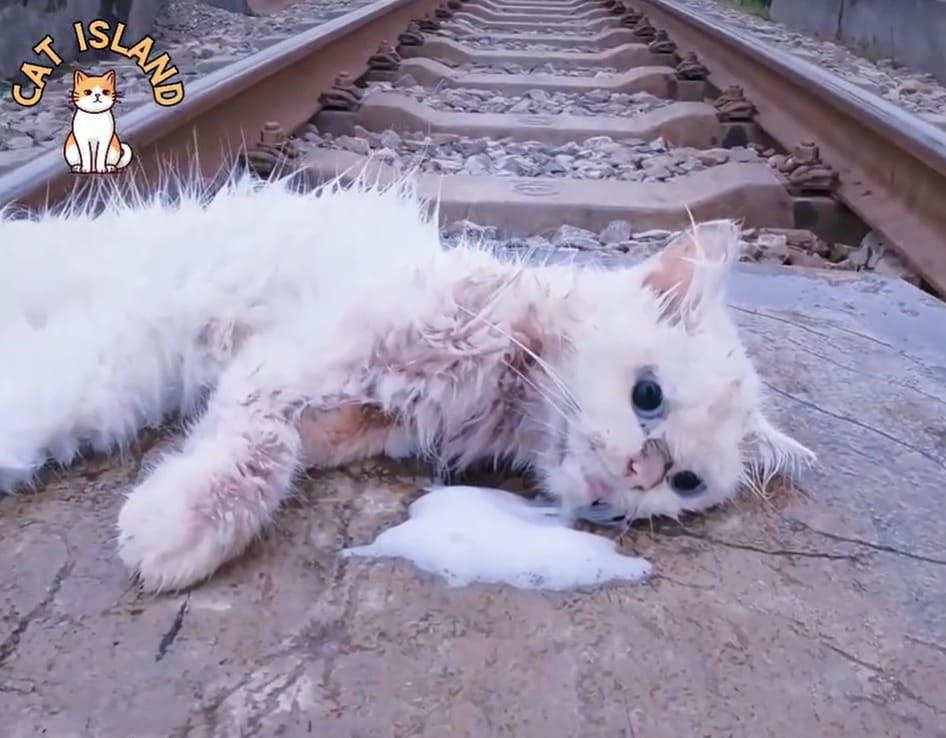 본문 이미지 - 동물단체 29곳이 연합한 소셜미디어동물학대방지연합(SMACC)은 최근 가짜 동물 구조 콘텐츠가 소셜 미디어에서 급격히 증가하고 있다는 내용의 보고서를 발표했다. (소셜미디어동물학대방지연합 제공) ⓒ 뉴스1