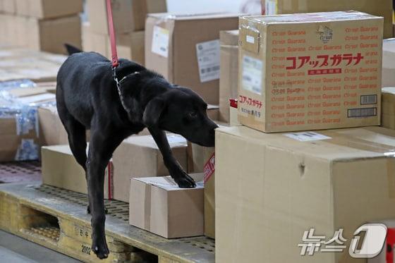 본문 이미지 - 인천 중구 인천공항세관 특송물류센터에서 마약 탐지견이 탐지를 하고 있다.(인천=뉴스1) 이승배 기자