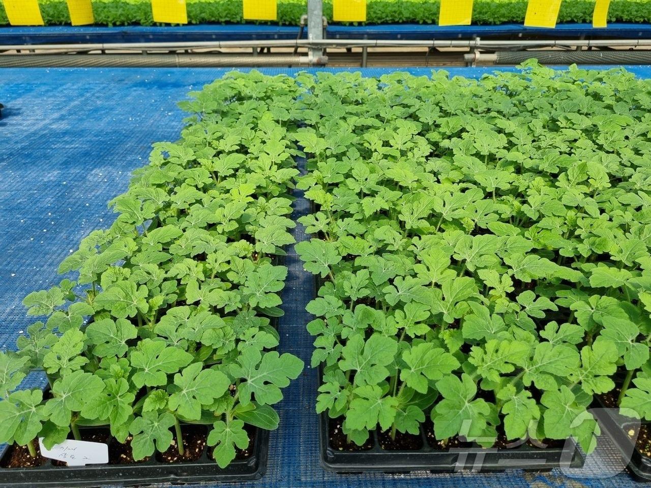 본문 이미지 -  17일 충북 음성군이 맹동 수박의 안정적 공급을 위해 육묘 생산 기반을 구축한다고 밝혔다. 사진은 맹동 다올찬수박공정육묘장 모습.(음성군 제공)/뉴스1