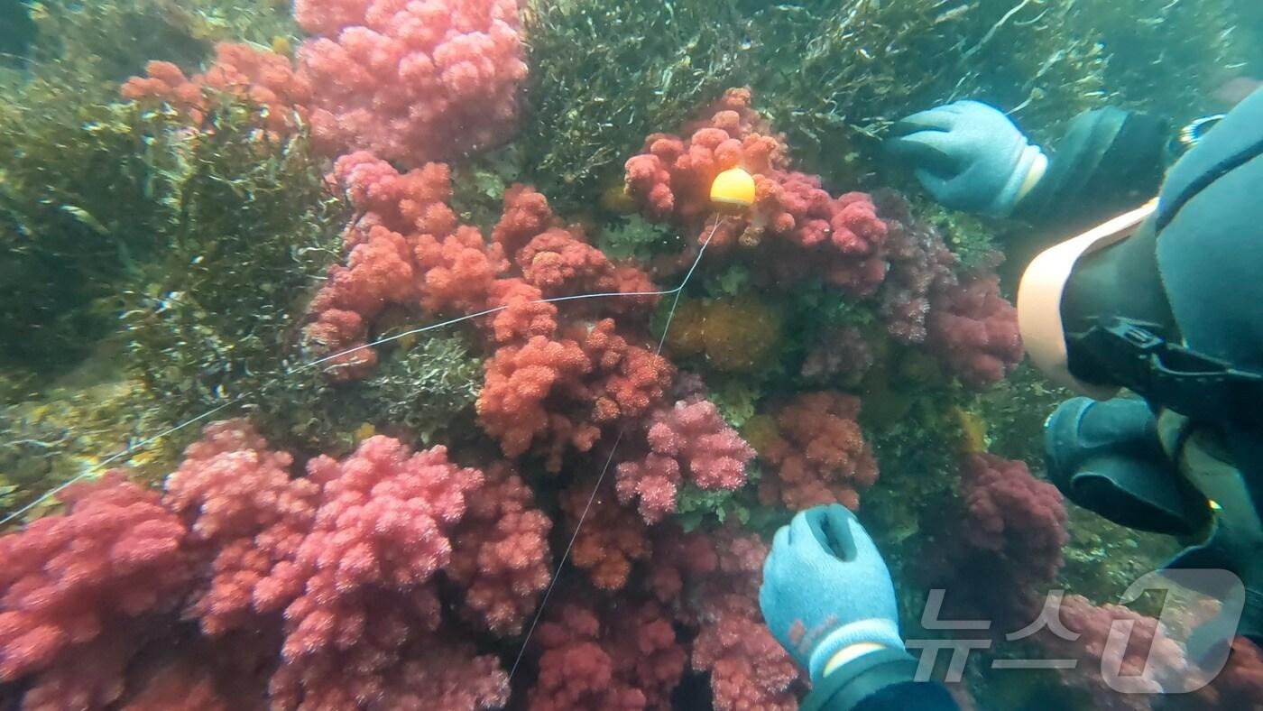 '제주 해양보호구역 파란 탐사대'가 지난 7월19~21일 제주 연안 연산호 군락지에서 발견한 낚시 쓰레기.(파란 탐사대 제공)2024.10.17/뉴스1 ⓒ News1 홍수영 기자