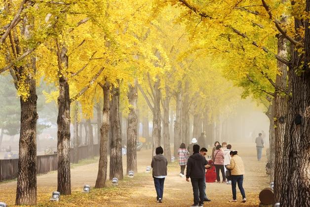 본문 이미지 - 괴산 문광저수지 은행나무길.(괴산군 제공)/뉴스1
