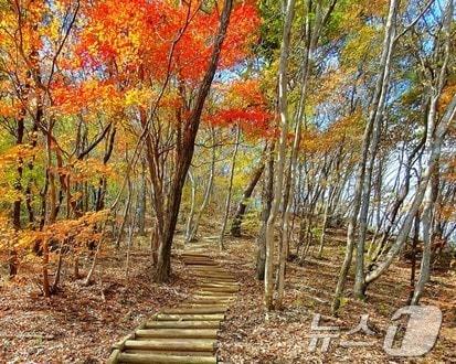 본문 이미지 - 정읍 내장산 트레킹 코스  '히든로드 오색단풍히든길'(정읍시 제공)2024.10.19/뉴스1