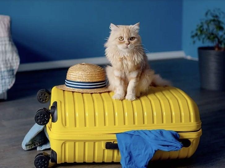 본문 이미지 - 캐나다에서 반려동물과 함께하는 여행의 새로운 트렌드가 부상하고 있다. 전문 운송업체의 도움을 받아, 반려동물 주인들은 복잡한 절차를 걱정하지 않고 소중한 네 발 달린 친구와 함께 즐거운 여행을 만끽할 수 있다. 2024.10.01/ &lt;출처:emBARK Pet Transport 홈페이지&gt;